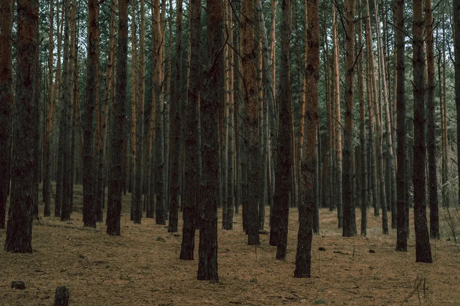 Bosque de pinos de troncos altos (foto referencial)