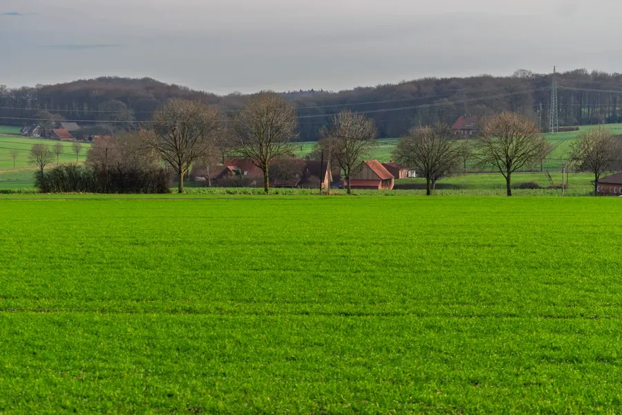 Fundo de pradera verde con árbol solitario, sector Santa Bárbara (foto referencial)